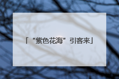 “紫色花海”引客来