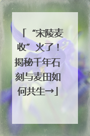 “宋陵麦收”火了！揭秘千年石刻与麦田如何共生→