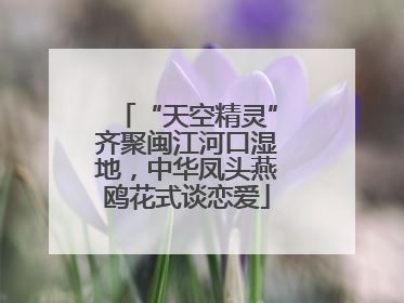 “天空精灵”齐聚闽江河口湿地，中华凤头燕鸥花式谈恋爱