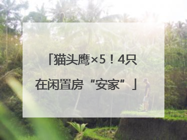 猫头鹰×5！4只在闲置房“安家”
