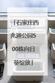 石家庄西兆通公园500株向日葵绽放