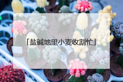 盐碱地里小麦收割忙