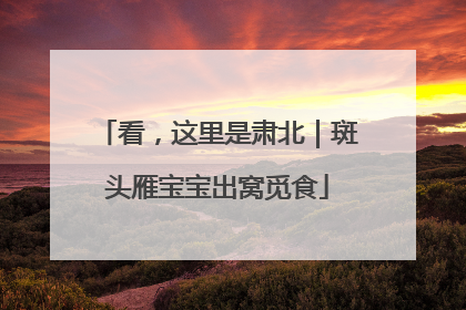 看，这里是肃北｜斑头雁宝宝出窝觅食