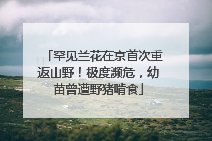 罕见兰花在京首次重返山野！极度濒危，幼苗曾遭野猪啃食
