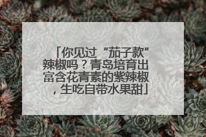你见过“茄子款”辣椒吗？青岛培育出富含花青素的紫辣椒，生吃自带水果甜