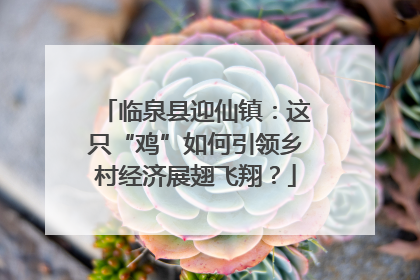 临泉县迎仙镇：这只“鸡”如何引领乡村经济展翅飞翔？
