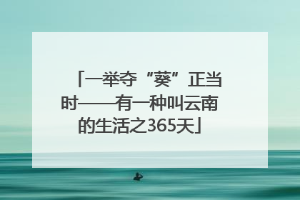 一举夺“葵”正当时——有一种叫云南的生活之365天