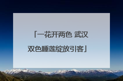 一花开两色 武汉双色睡莲绽放引客