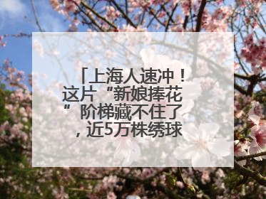 上海人速冲！这片“新娘捧花”阶梯藏不住了，近5万株绣球花如梦似幻