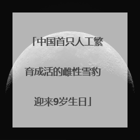 中国首只人工繁育成活的雌性雪豹迎来9岁生日