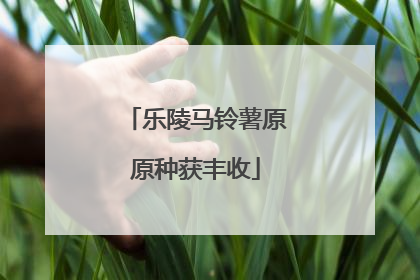 乐陵马铃薯原原种获丰收