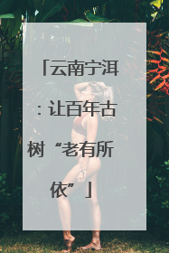 云南宁洱：让百年古树“老有所依”