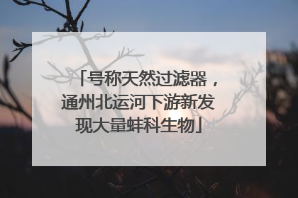 号称天然过滤器，通州北运河下游新发现大量蚌科生物