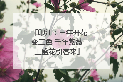 印江：三年开花变三色 千年紫薇王盛花引客来