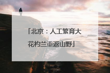 北京：人工繁育大花杓兰重返山野