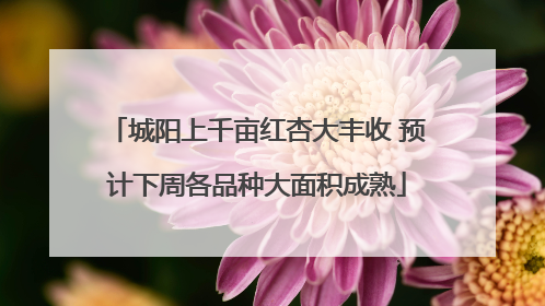 城阳上千亩红杏大丰收 预计下周各品种大面积成熟
