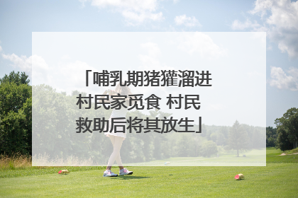哺乳期猪獾溜进村民家觅食 村民救助后将其放生