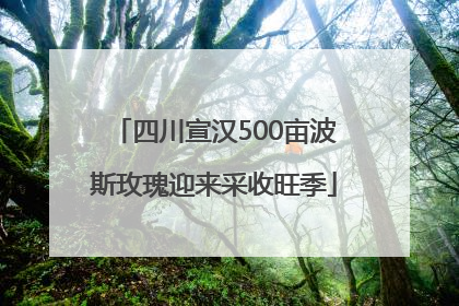 四川宣汉500亩波斯玫瑰迎来采收旺季