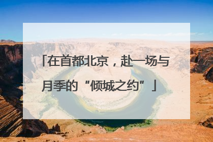 在首都北京，赴一场与月季的“倾城之约”