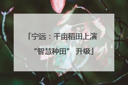 宁远：千亩稻田上演 “智慧种田” 升级