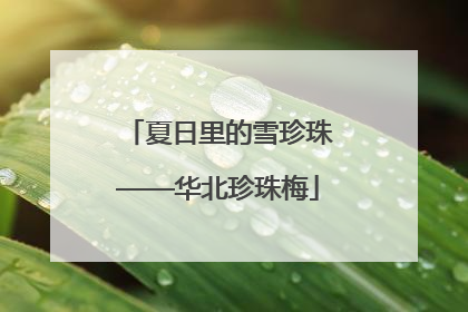 夏日里的雪珍珠——华北珍珠梅