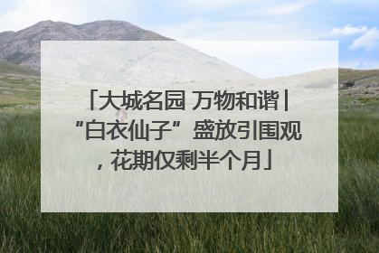 大城名园 万物和谐│“白衣仙子”盛放引围观，花期仅剩半个月