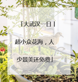 大武汉一日丨超小众花海，人少景美还免费