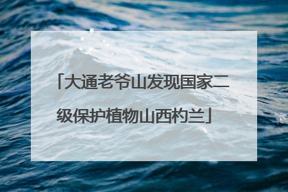 大通老爷山发现国家二级保护植物山西杓兰