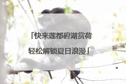 快来莲都碧湖赏荷 轻松解锁夏日浪漫
