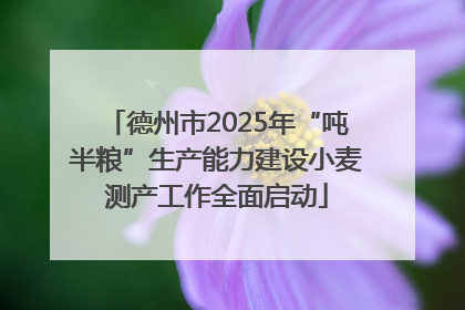 德州市2025年“吨半粮”生产能力建设小麦测产工作全面启动