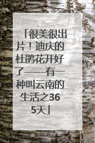 很美很出片！迪庆的杜鹃花开好了——有一种叫云南的生活之365天