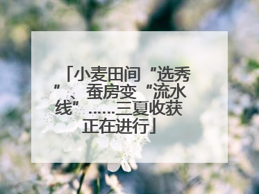 小麦田间“选秀”、蚕房变“流水线”……三夏收获正在进行