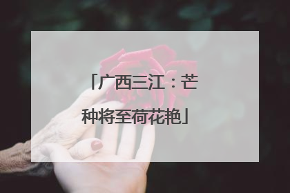 广西三江：芒种将至荷花艳