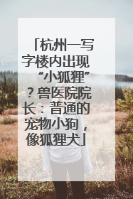 杭州一写字楼内出现“小狐狸”？兽医院院长：普通的宠物小狗，像狐狸犬