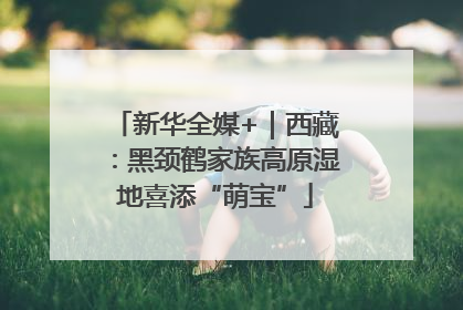 新华全媒+｜西藏：黑颈鹤家族高原湿地喜添“萌宝”