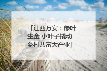 江西万安：绿叶生金 小叶子撬动乡村共富大产业