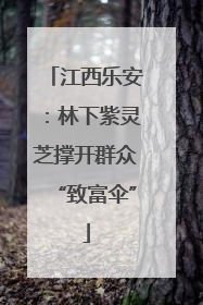 江西乐安：林下紫灵芝撑开群众“致富伞”