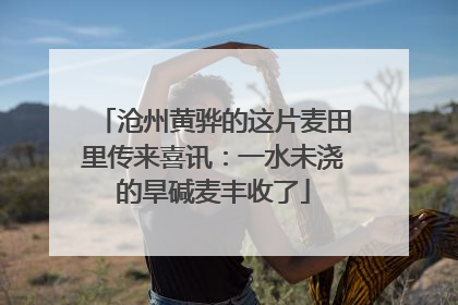 沧州黄骅的这片麦田里传来喜讯：一水未浇的旱碱麦丰收了
