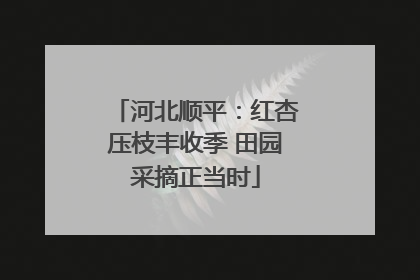 河北顺平：红杏压枝丰收季 田园采摘正当时