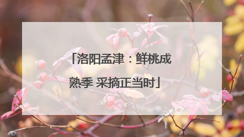 洛阳孟津：鲜桃成熟季 采摘正当时