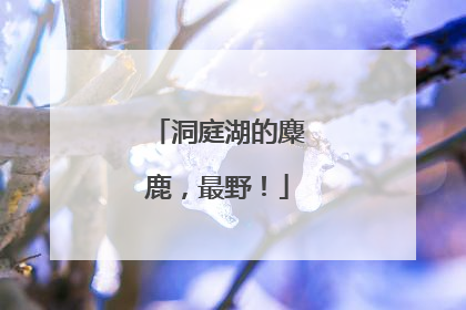 洞庭湖的麋鹿，最野！