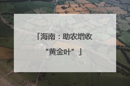 海南：助农增收 “黄金叶”