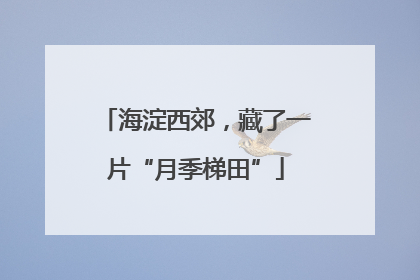 海淀西郊，藏了一片“月季梯田”