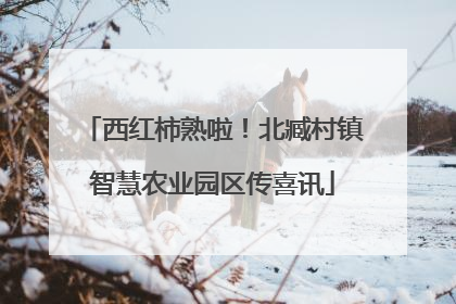 西红柿熟啦！北臧村镇智慧农业园区传喜讯