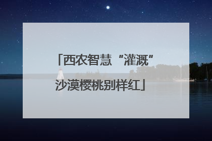 西农智慧“灌溉” 沙漠樱桃别样红
