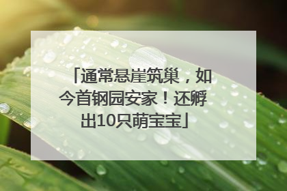 通常悬崖筑巢，如今首钢园安家！还孵出10只萌宝宝