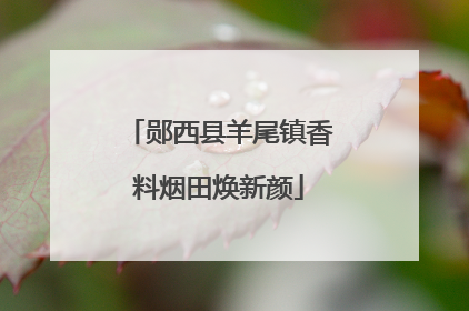 郧西县羊尾镇香料烟田焕新颜