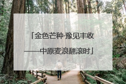 金色芒种·豫见丰收——中原麦浪翻滚时