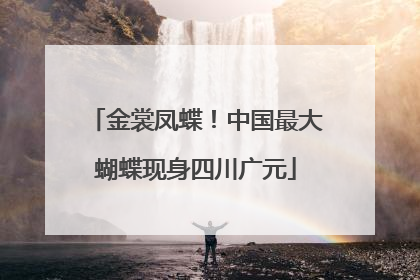 金裳凤蝶！中国最大蝴蝶现身四川广元