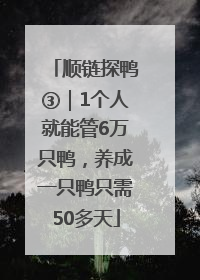 顺链探鸭③｜1个人就能管6万只鸭，养成一只鸭只需50多天